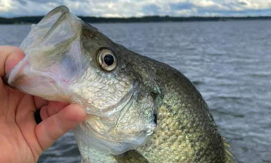 Another fun day of fishing at Lake Palestine in East Texas near Tyler