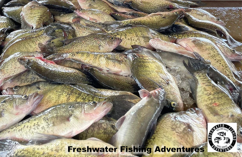 A successful day of Crappie fishing on Lake Palestine in Texas