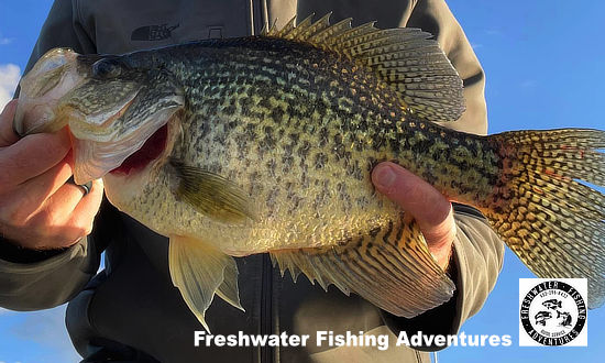 Giant Crappie caught at Lake Palestine in Texas