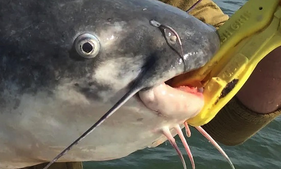 Giant trophy catfish caught at Lake Palestine in East Texas!