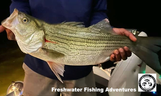 Another successful day of fishing at Lake Palestine in East Texas, near Tyler